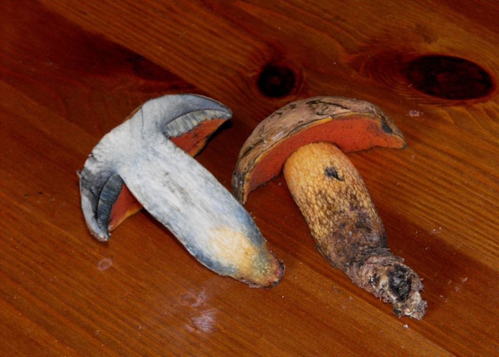 Boletus